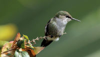 A sitting hummingbird